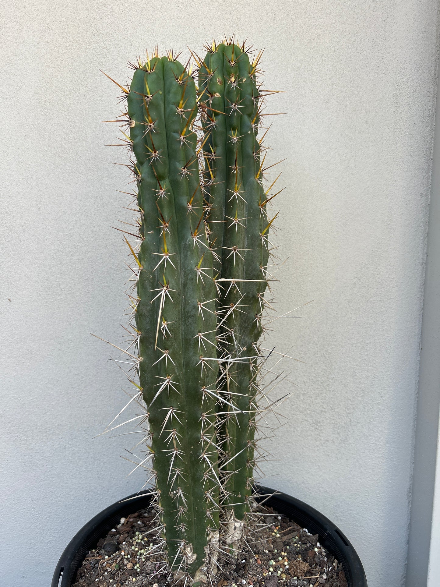 Hybrid Cactus Double