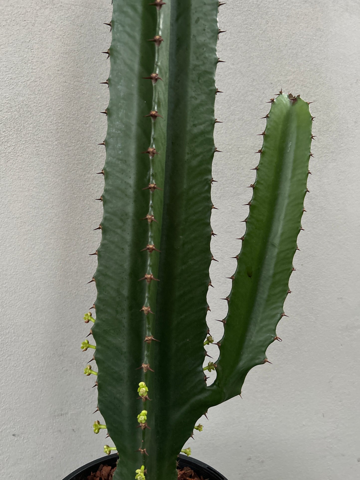 Euphorbia Cowboy