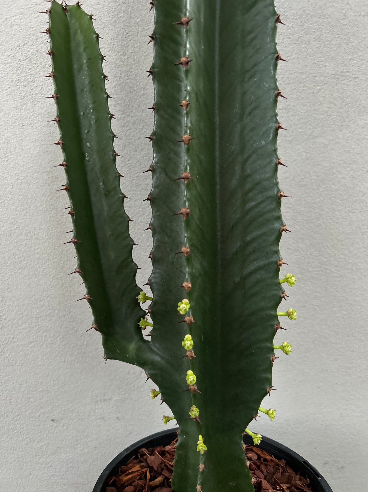 Euphorbia Cowboy