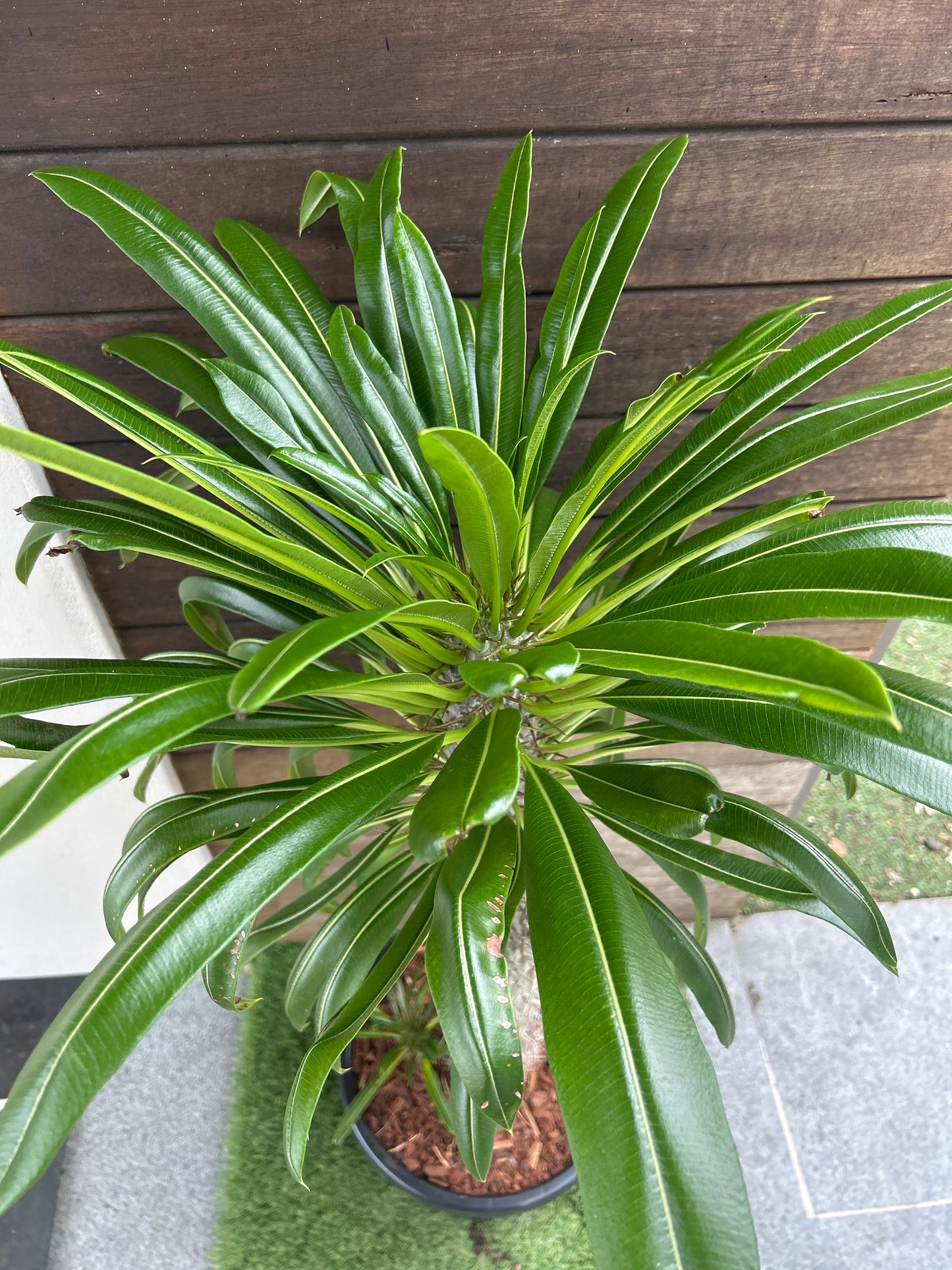 Madagascar Palm - Large