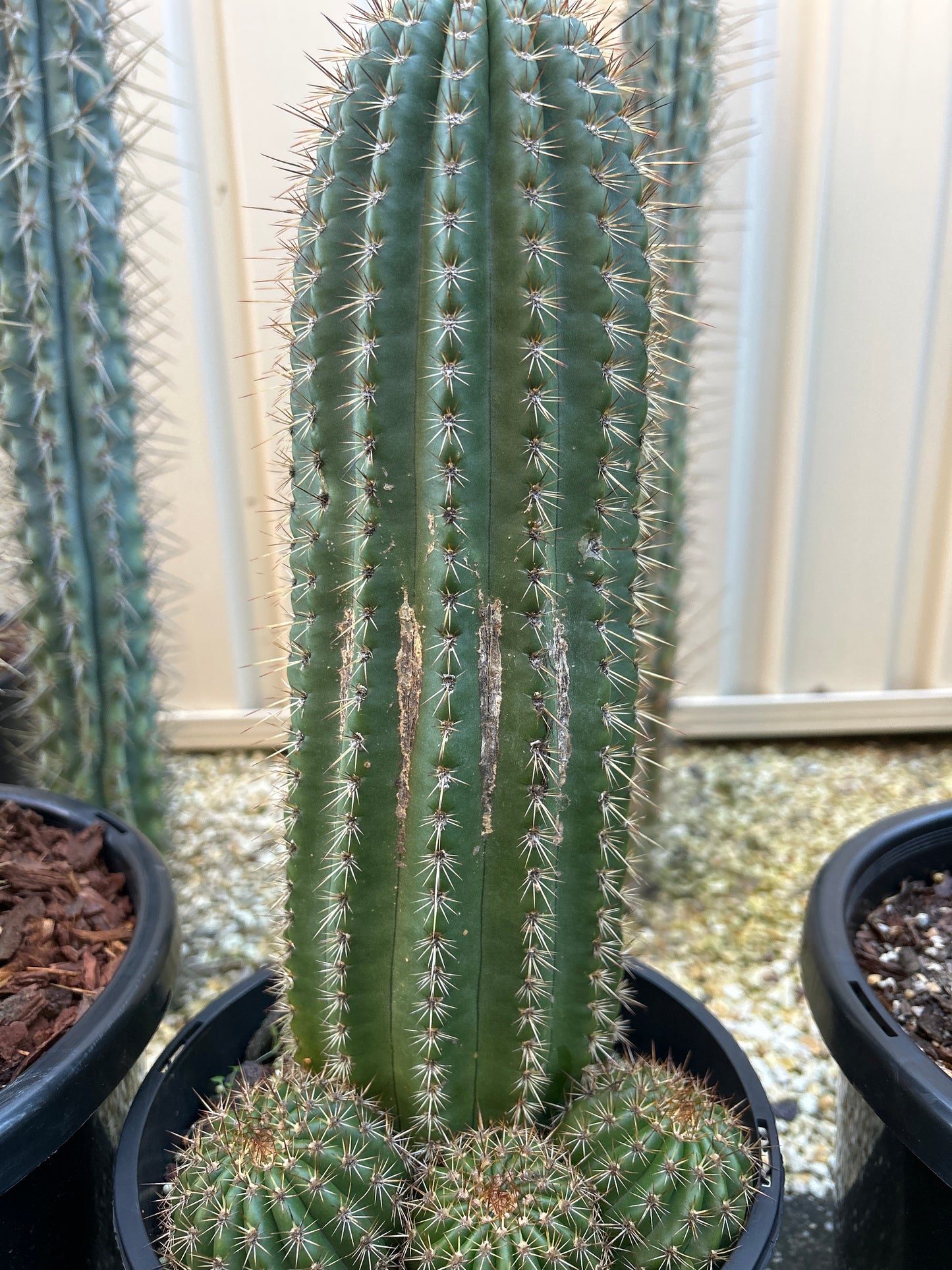Echinopsis schickendantzii