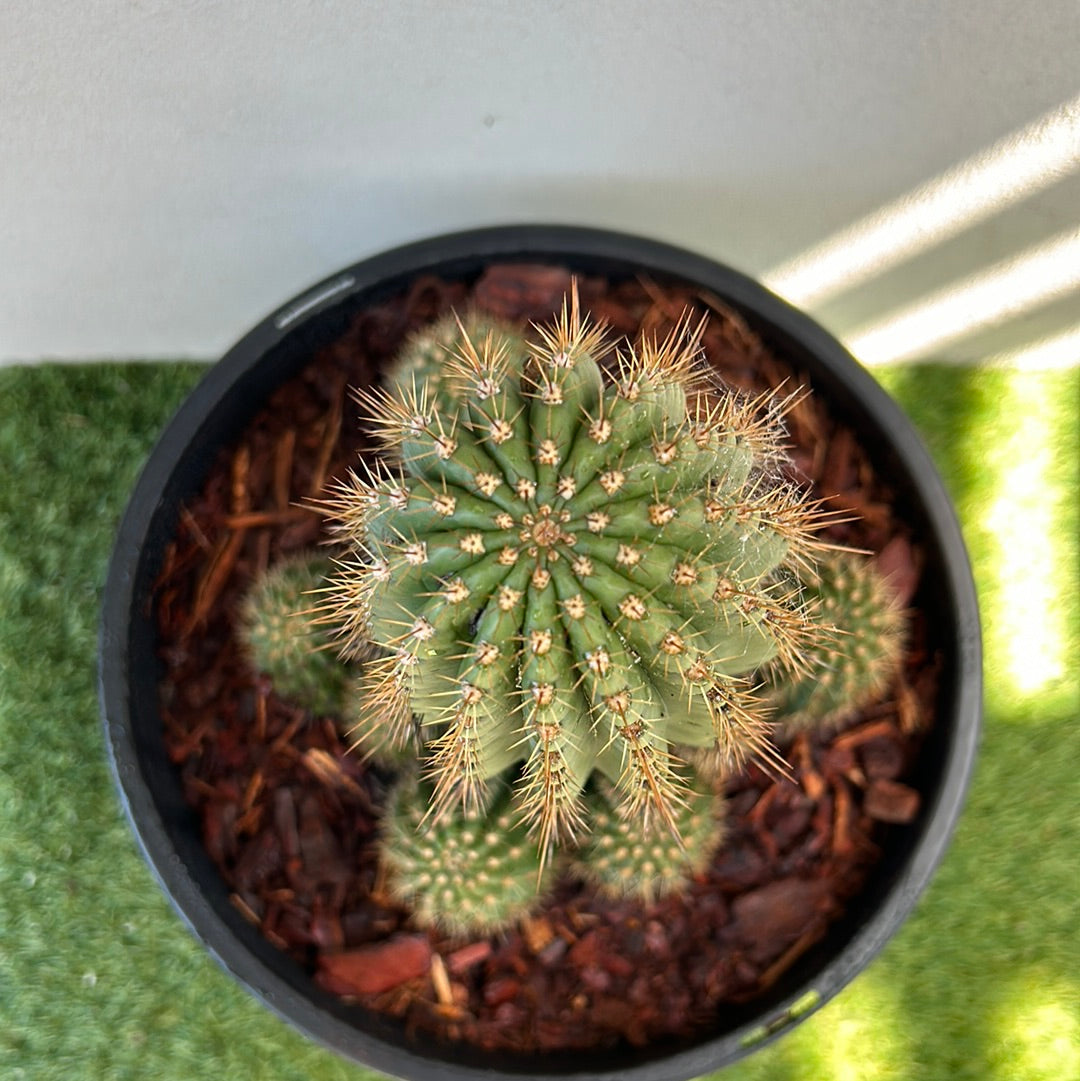 Echinopsis schickendantzii