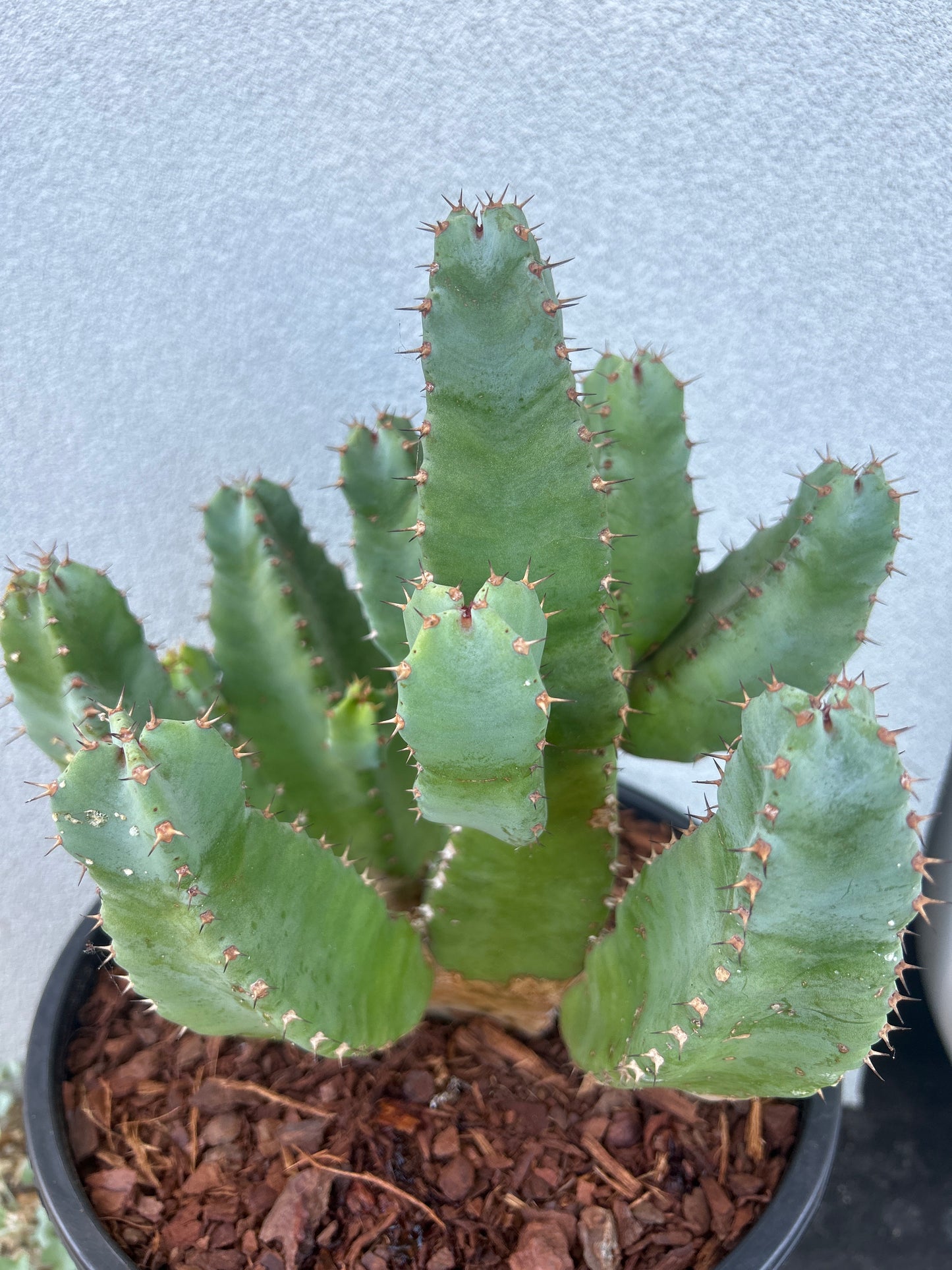 Euphorbia resinifera - Moroccan Mound -Large