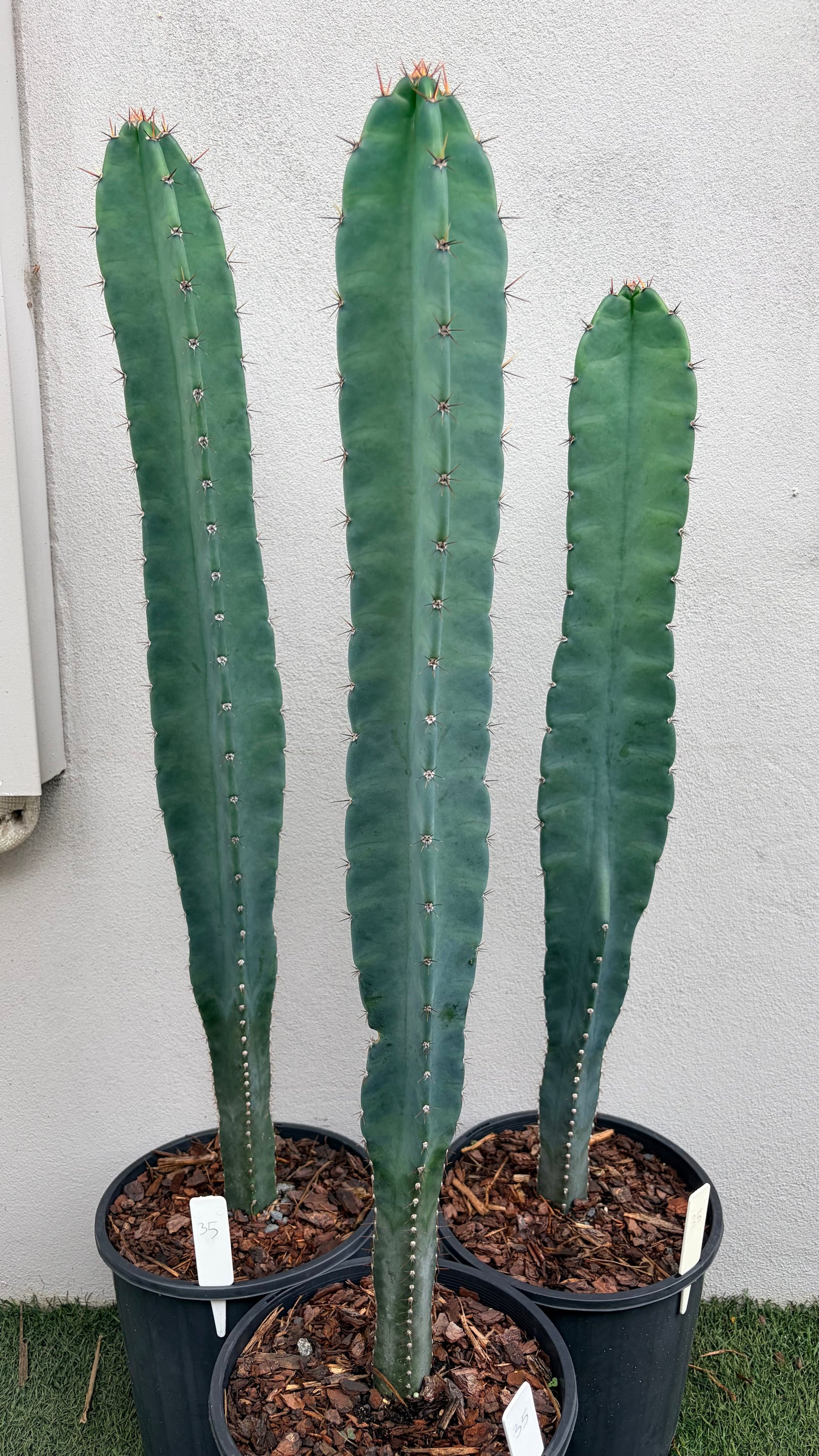 Cereus Cactus