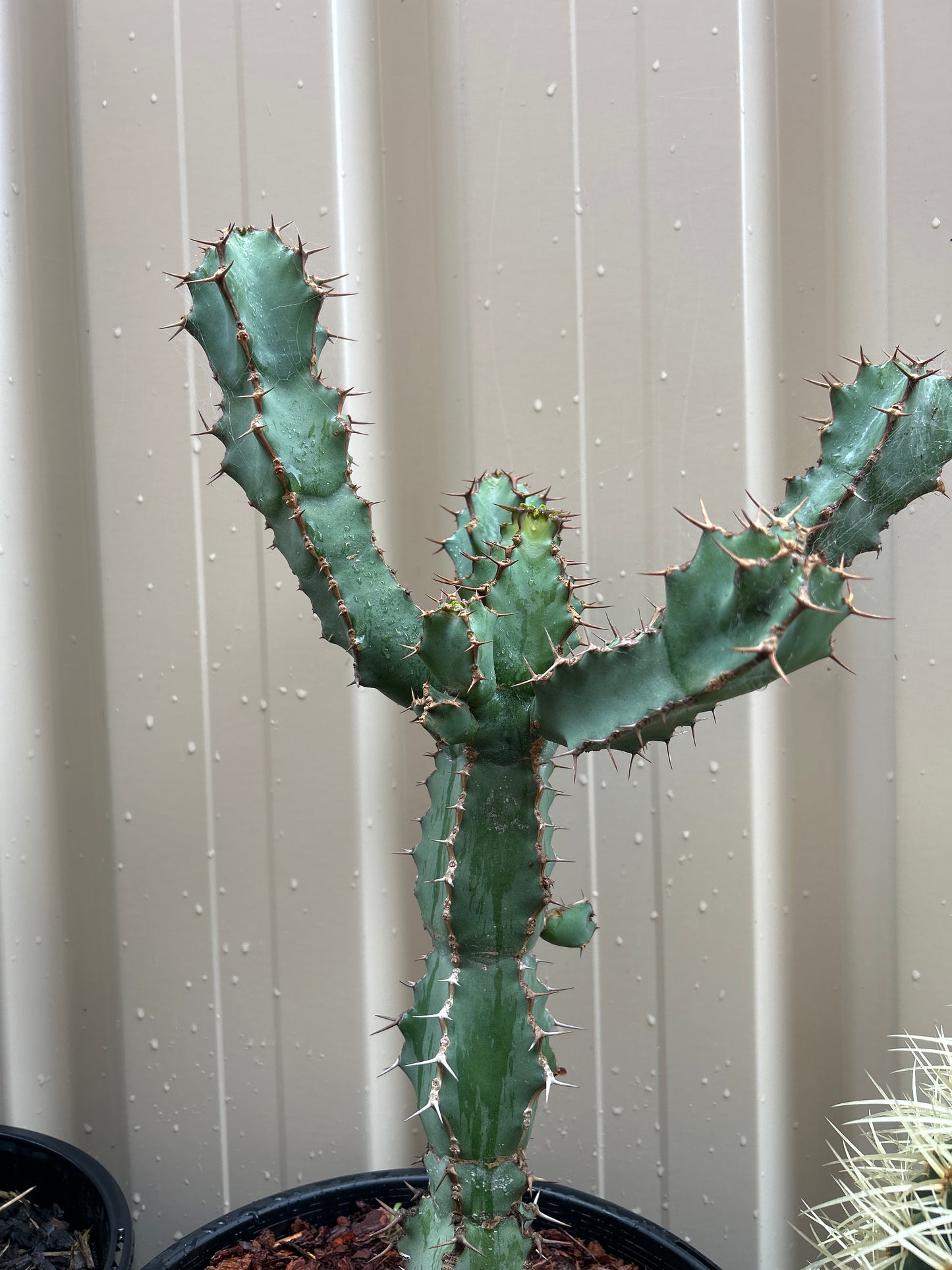 Euphorbia ceorulescens