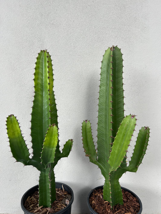 Euphorbia Cowboy - 3 arms