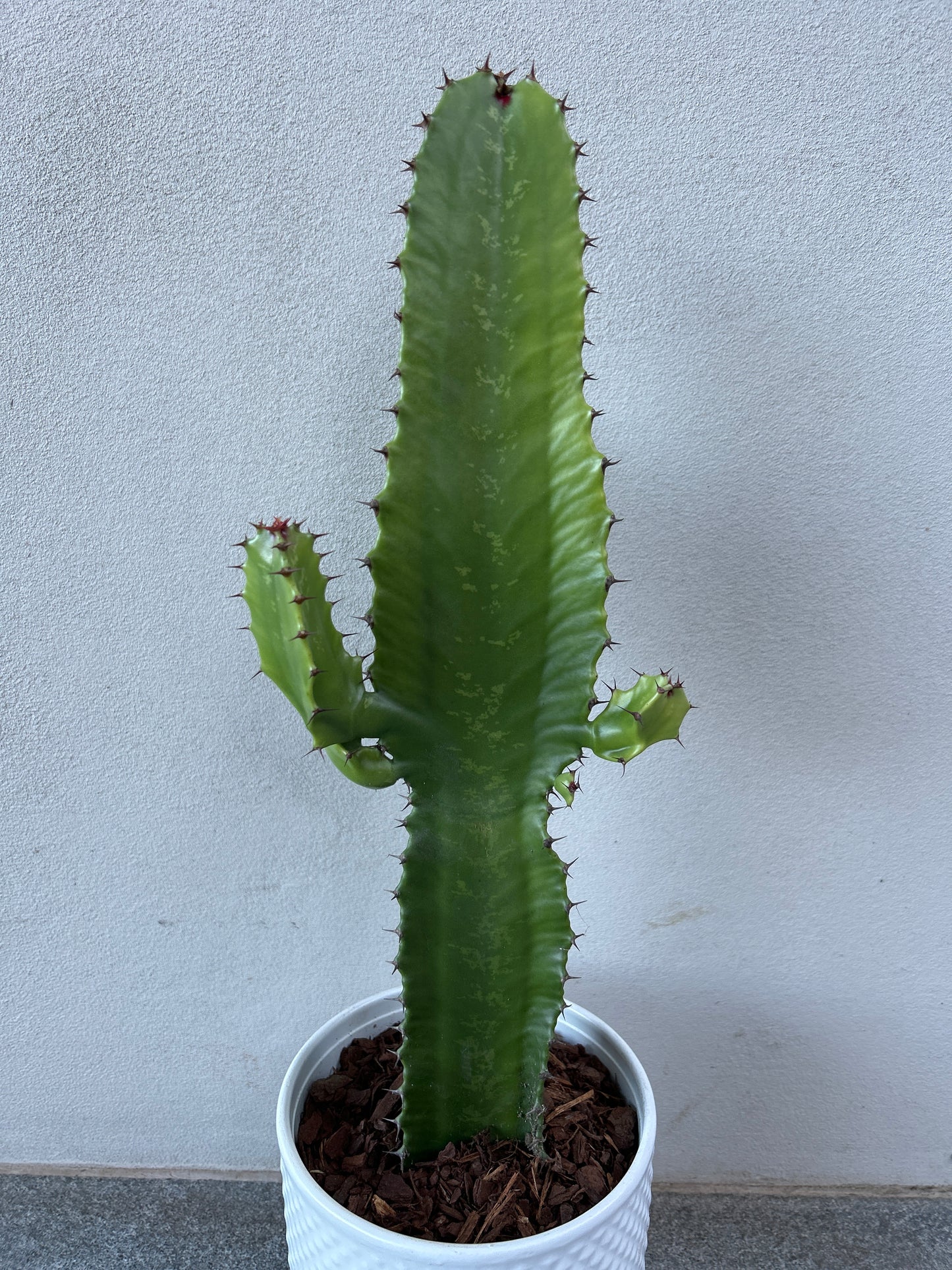 Euphorbia Cowboy w/decorative pot