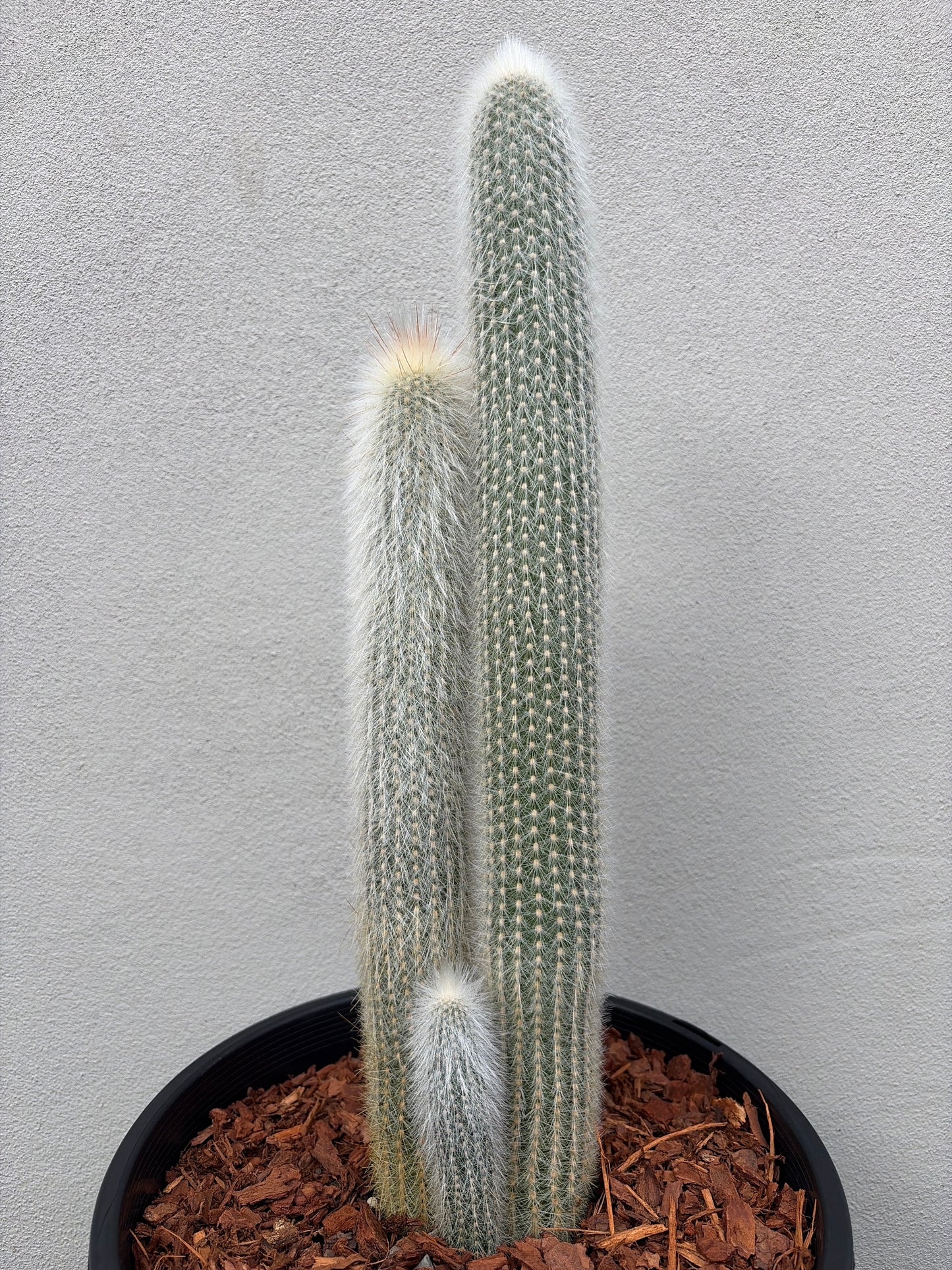 Cleistocactus strausii (Silver Torch Cactus)