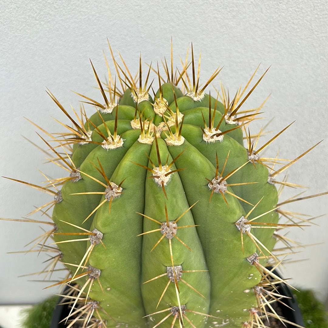 TRICHOCEREUS PASACANA