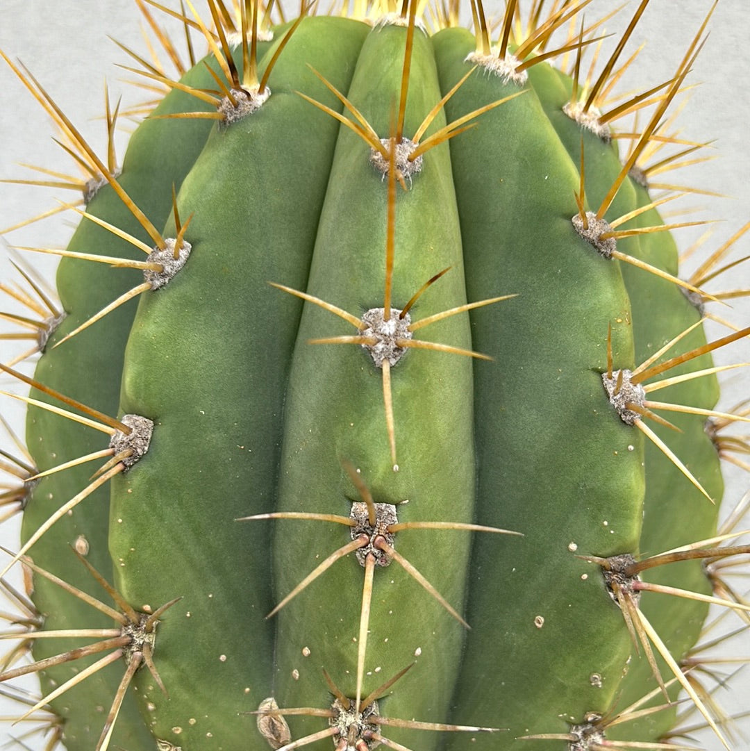TRICHOCEREUS PASACANA