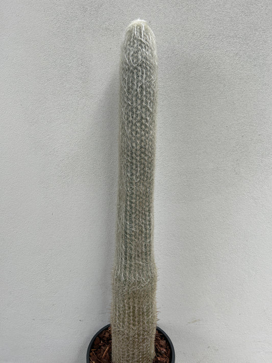 ESPOSTOA LANATA. Peruvian Old Man Cactus.