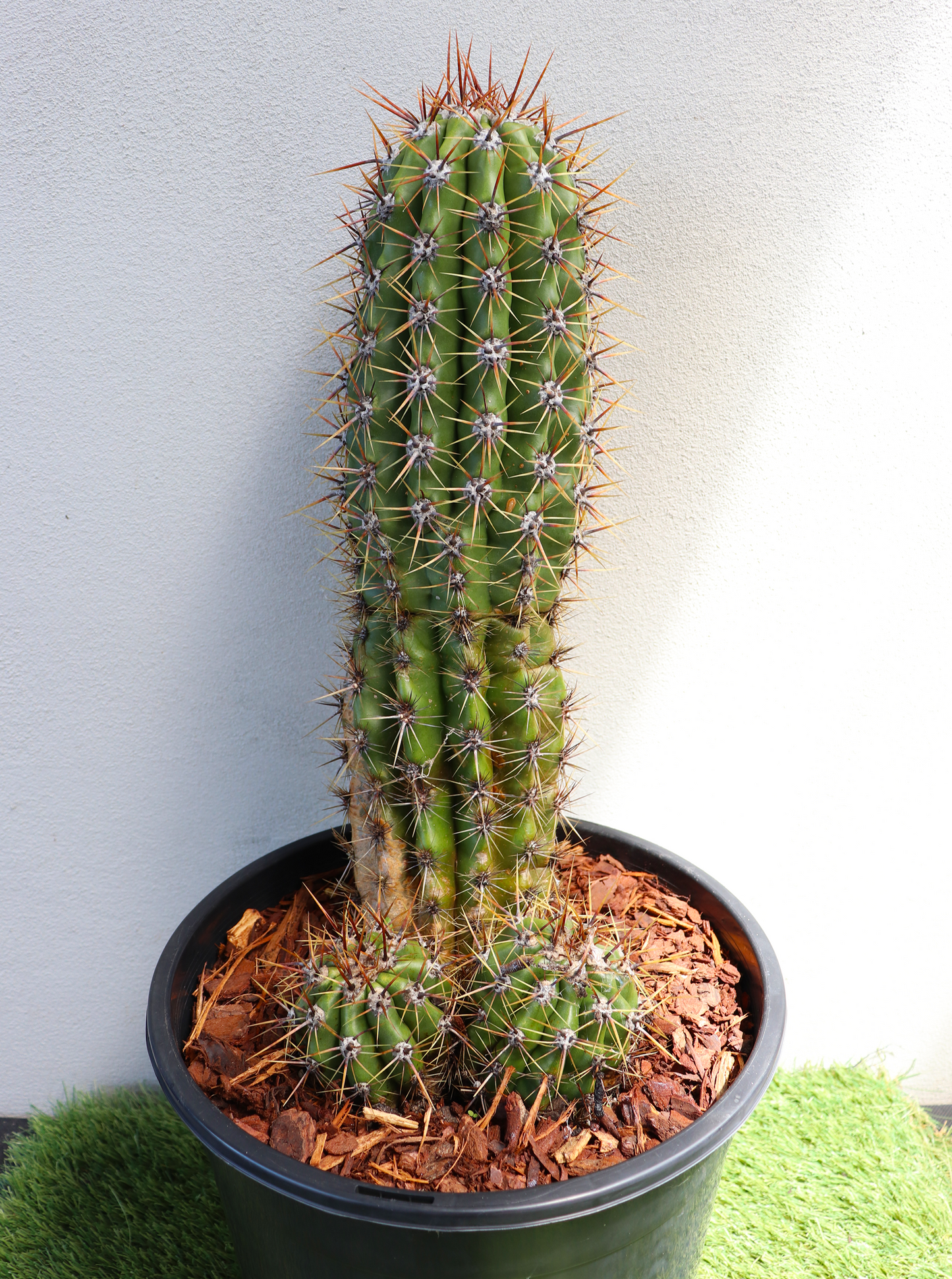 Trichocereus Gladiatus Cactus