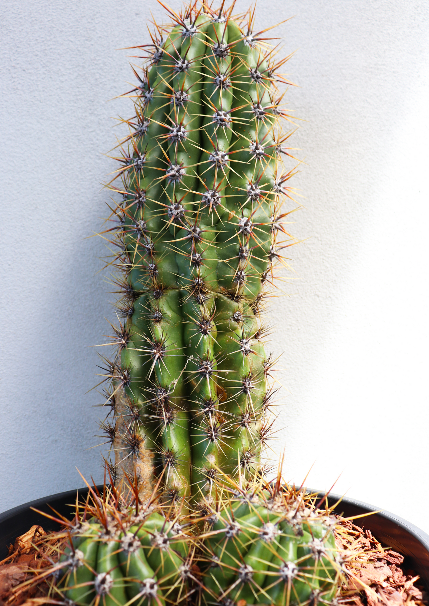Trichocereus Gladiatus Cactus