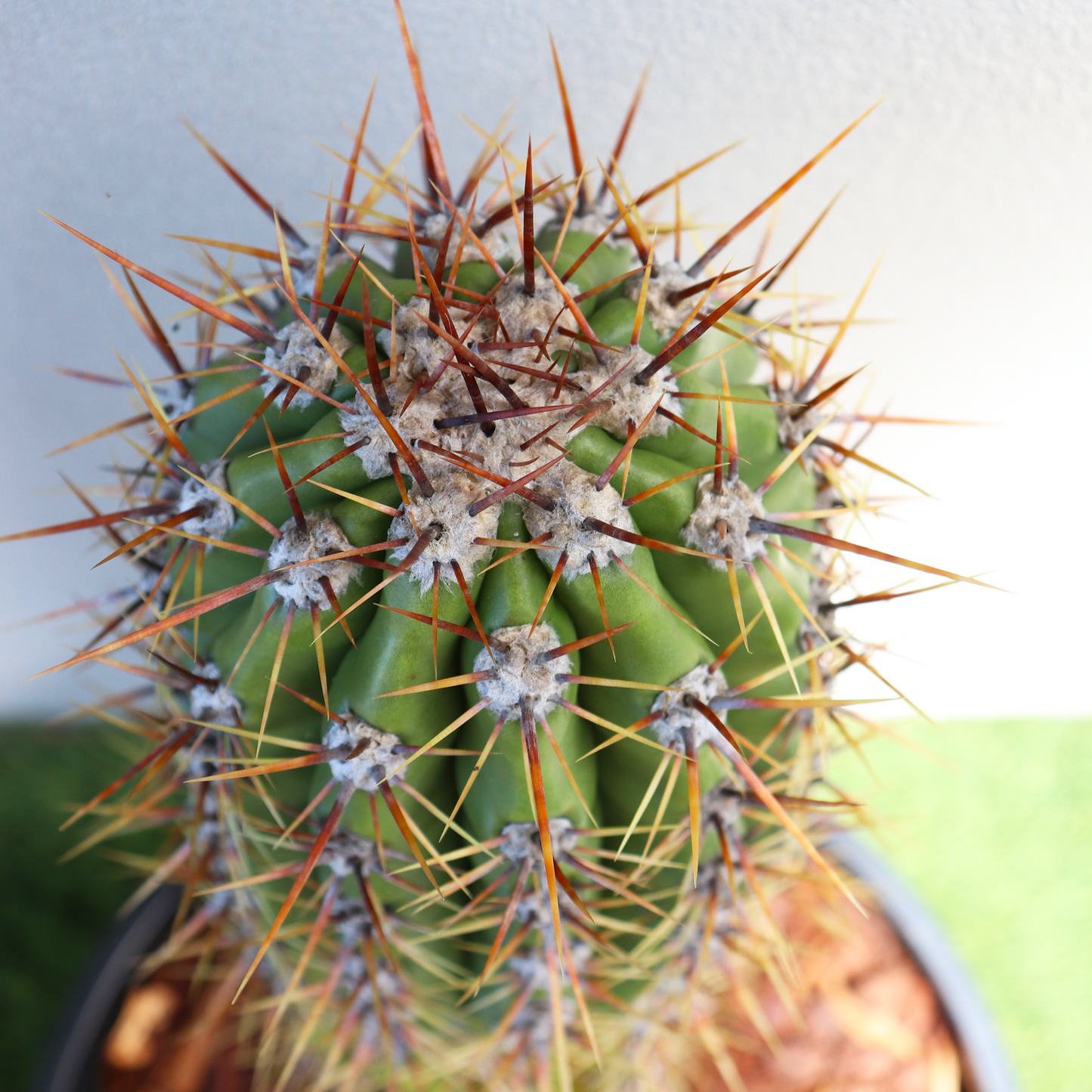 Trichocereus Gladiatus Cactus