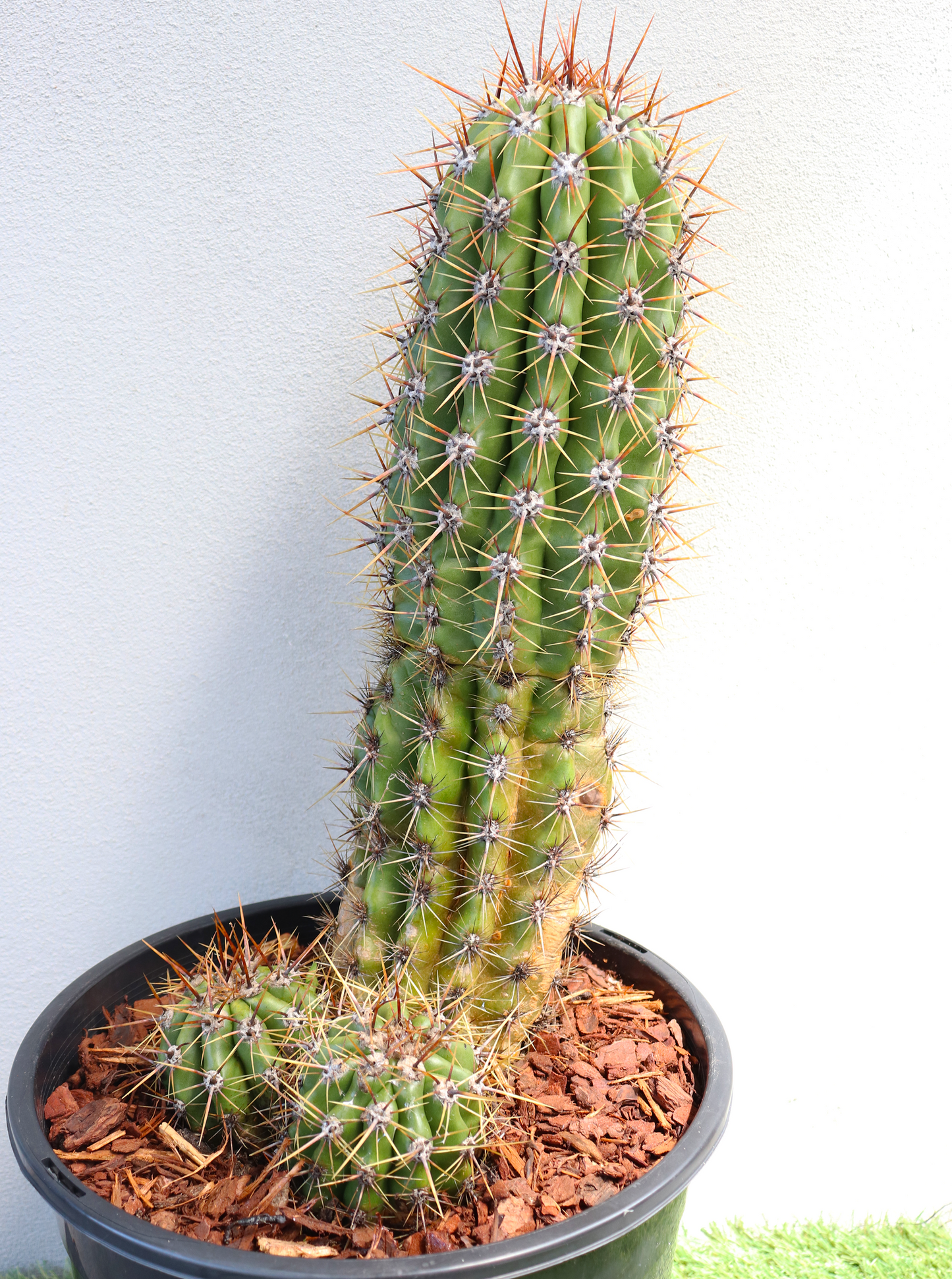 Trichocereus Gladiatus Cactus