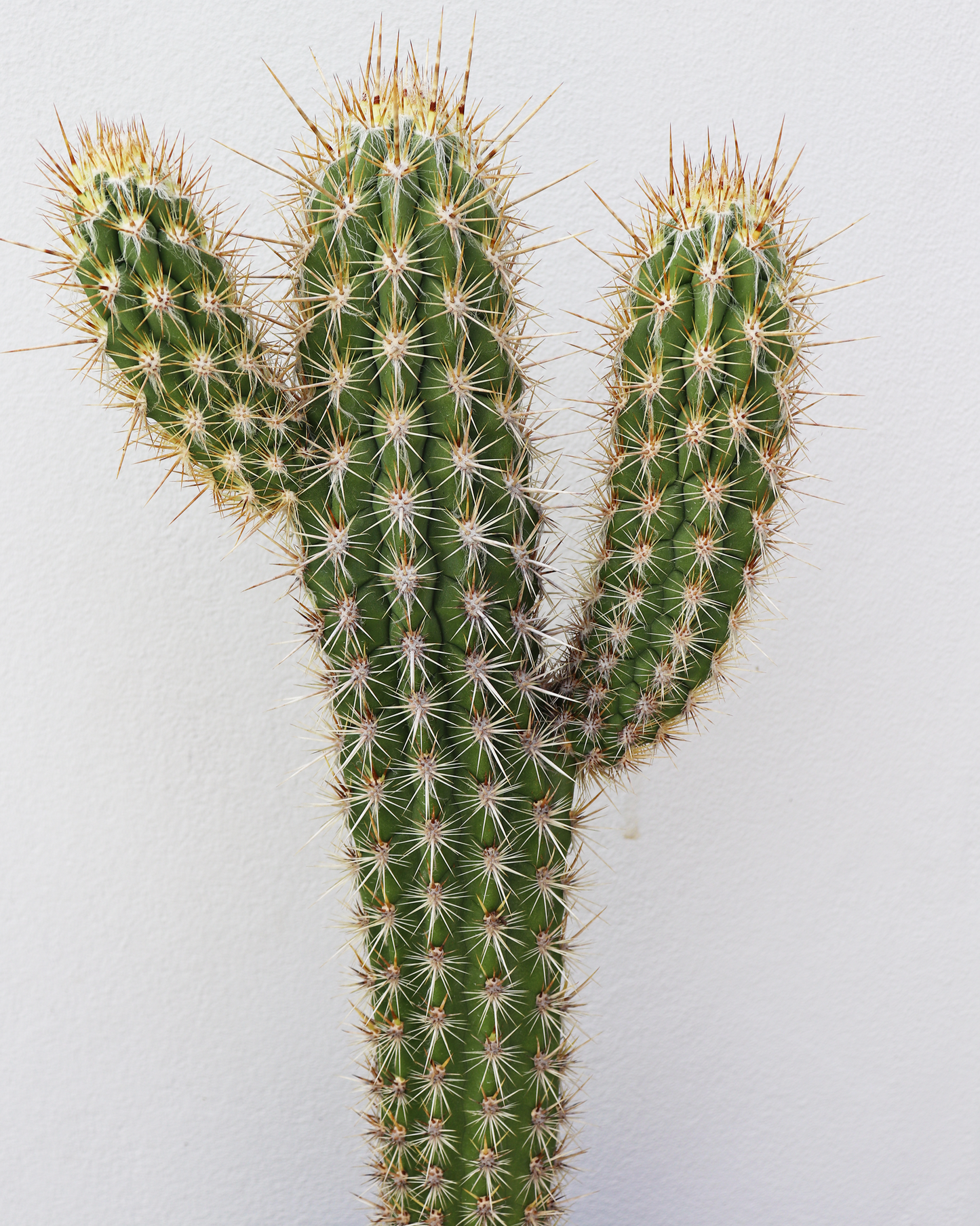 Pilocereus Gounellei