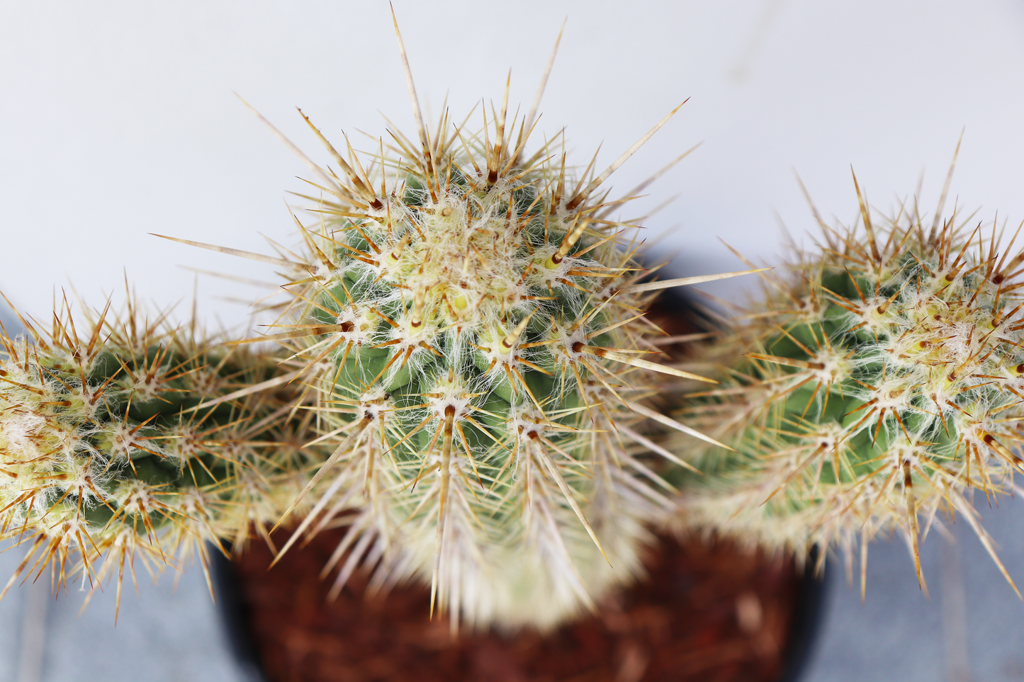 Pilocereus Gounellei