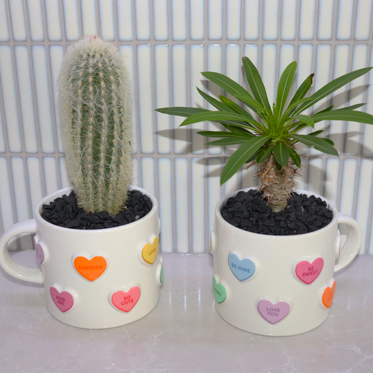 Two small potted plants in mugs with colorful heart patterns on a light background