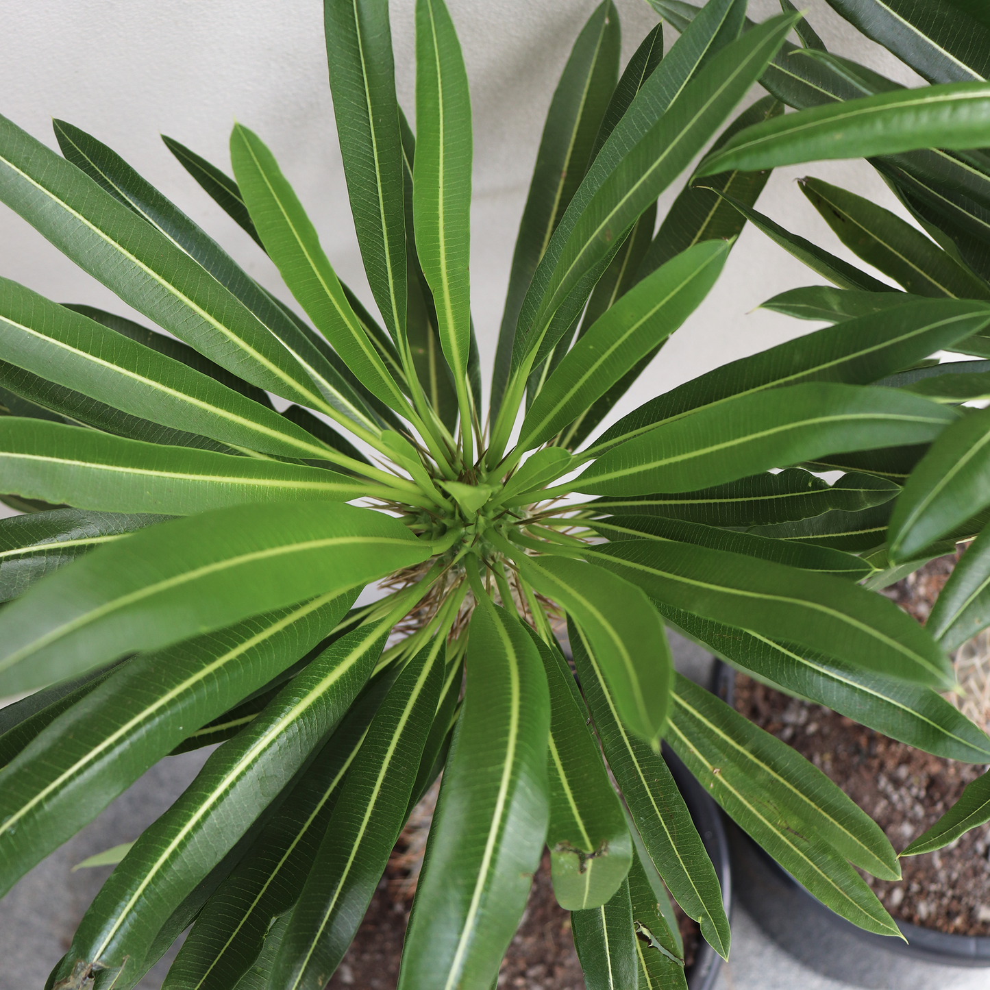 Madagascar Palm - Large