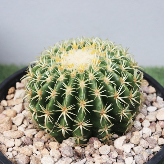 Echinocactus Brevispinus (Short spine barrel)