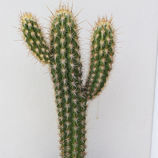 Pilocereus Gounellei