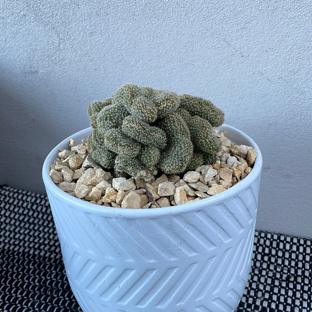 Brain Cactus