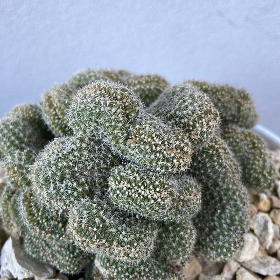 Brain Cactus