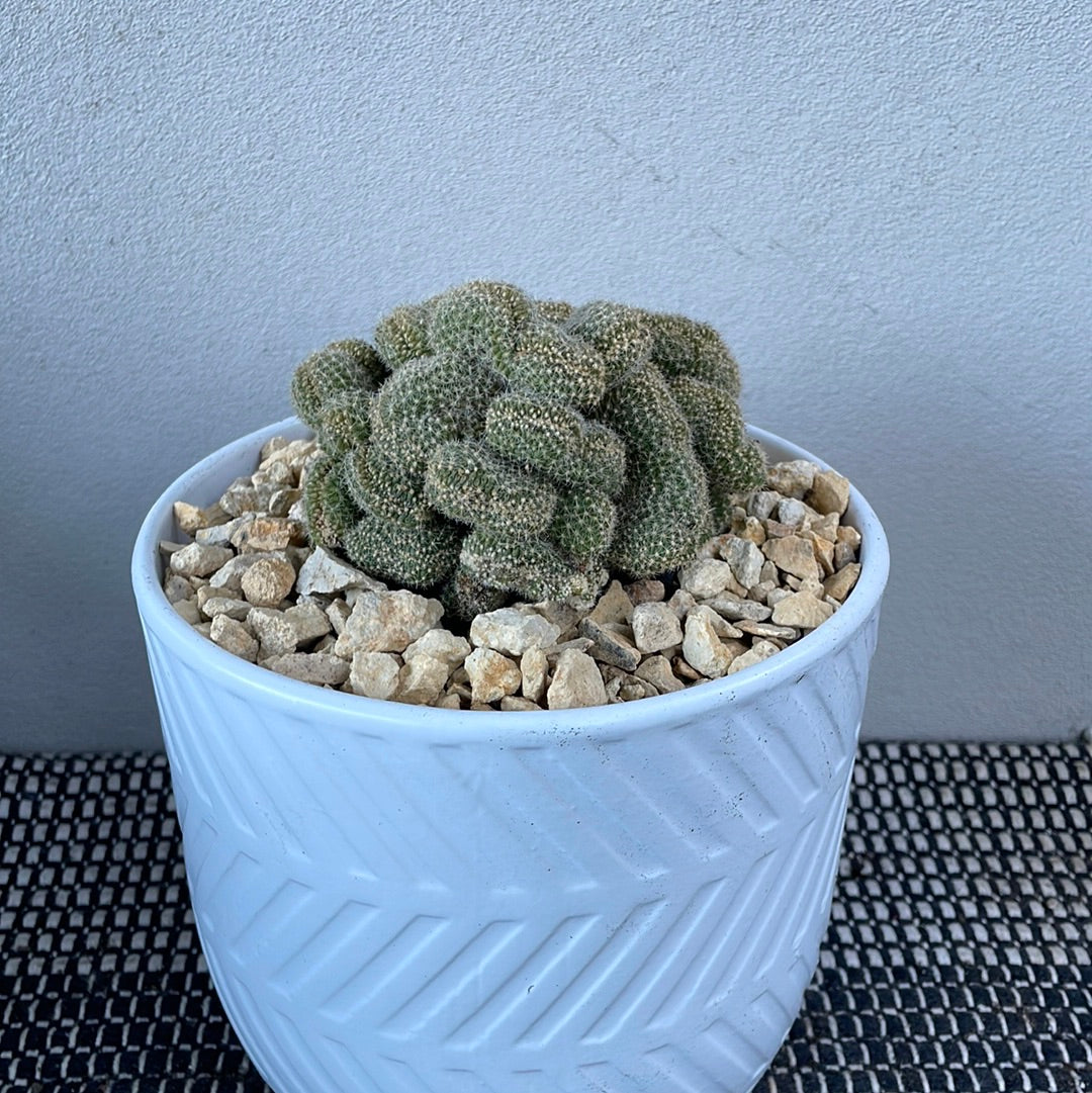 Brain Cactus