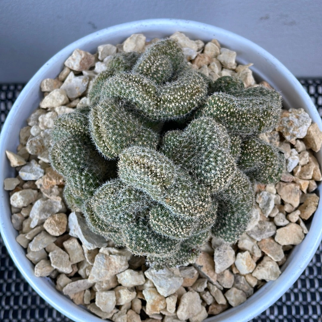 Brain Cactus