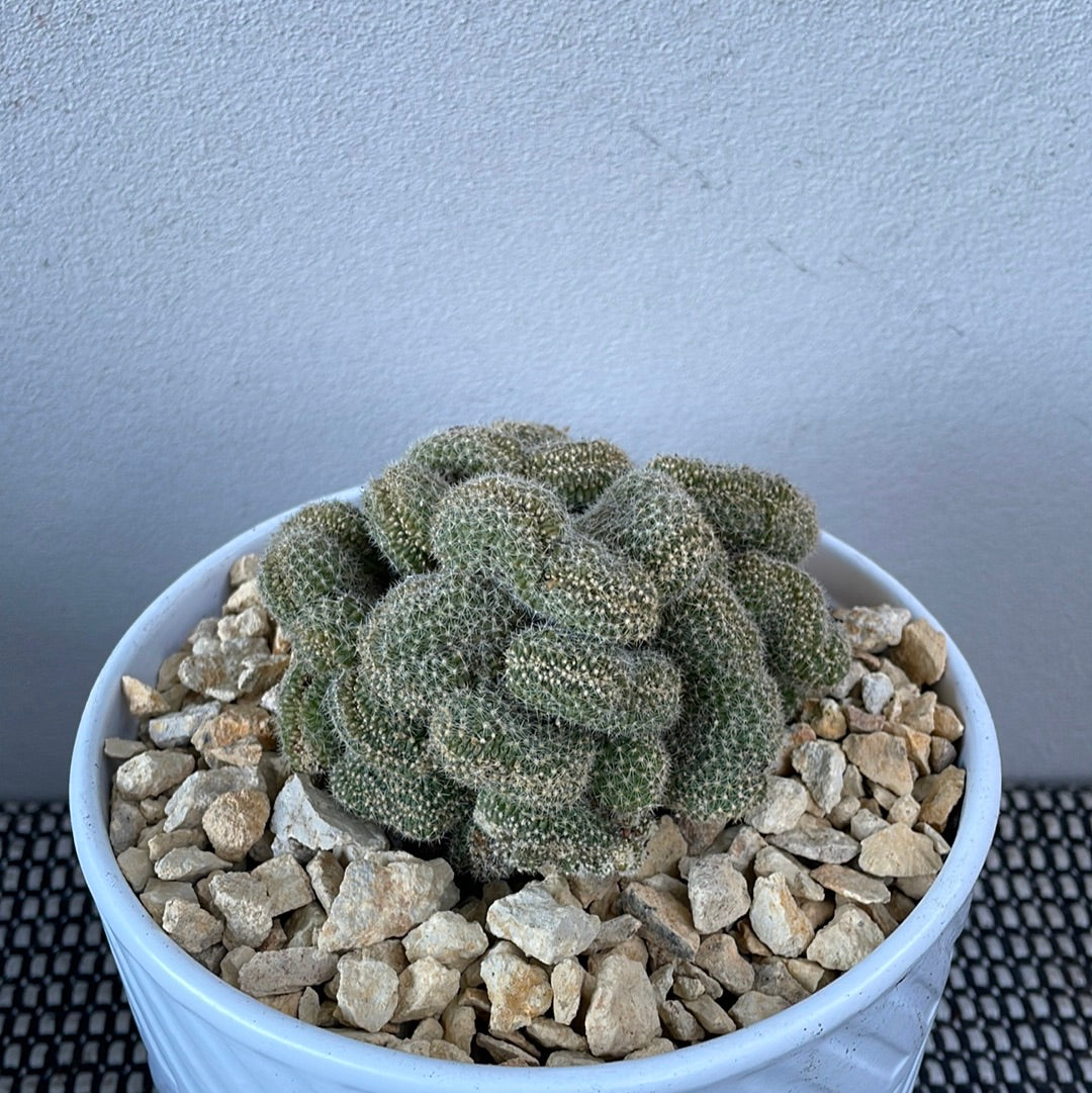 Brain Cactus