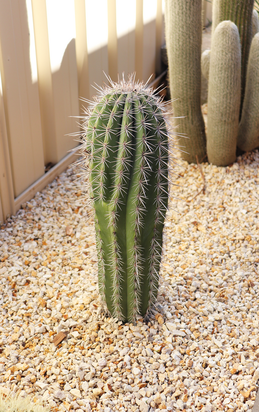 Cactus Care