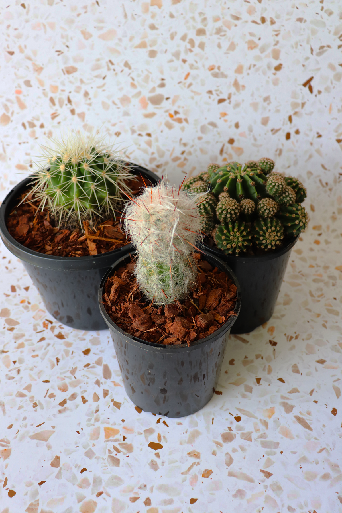Cactus Bundle Cactus Bundles – The Cactus Cartel