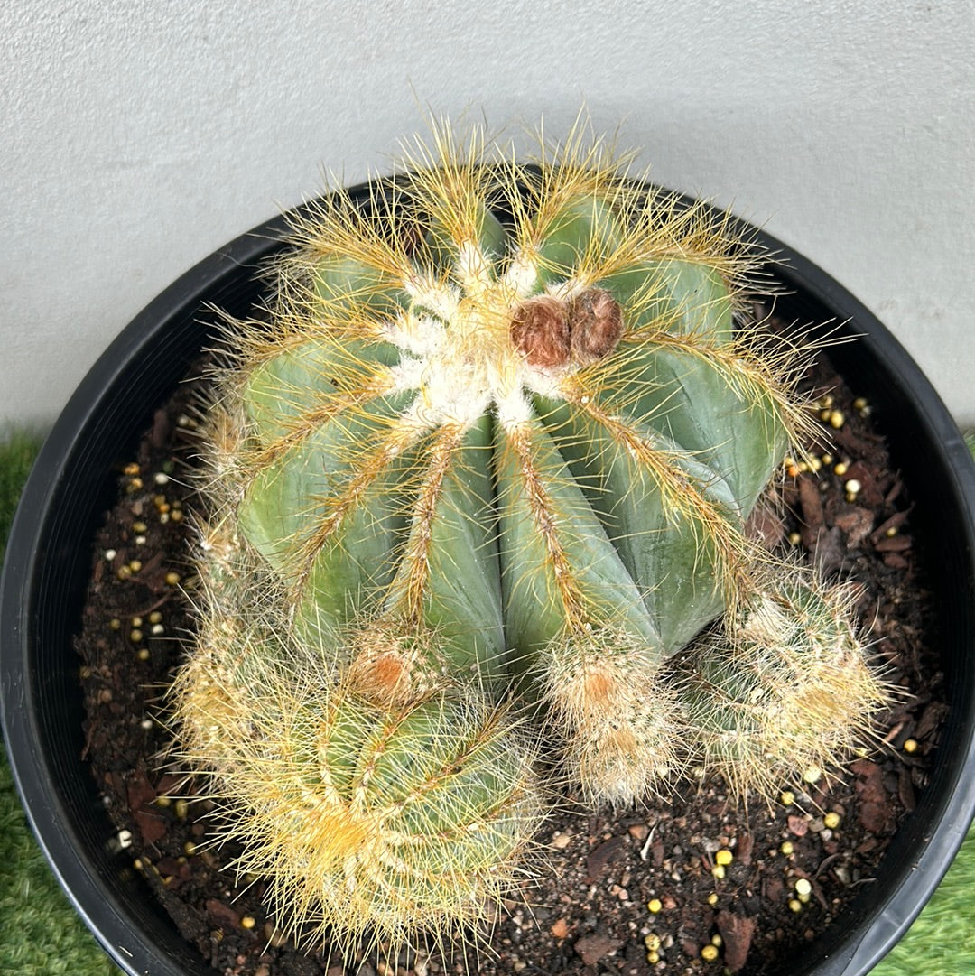 Parodia Magnificus