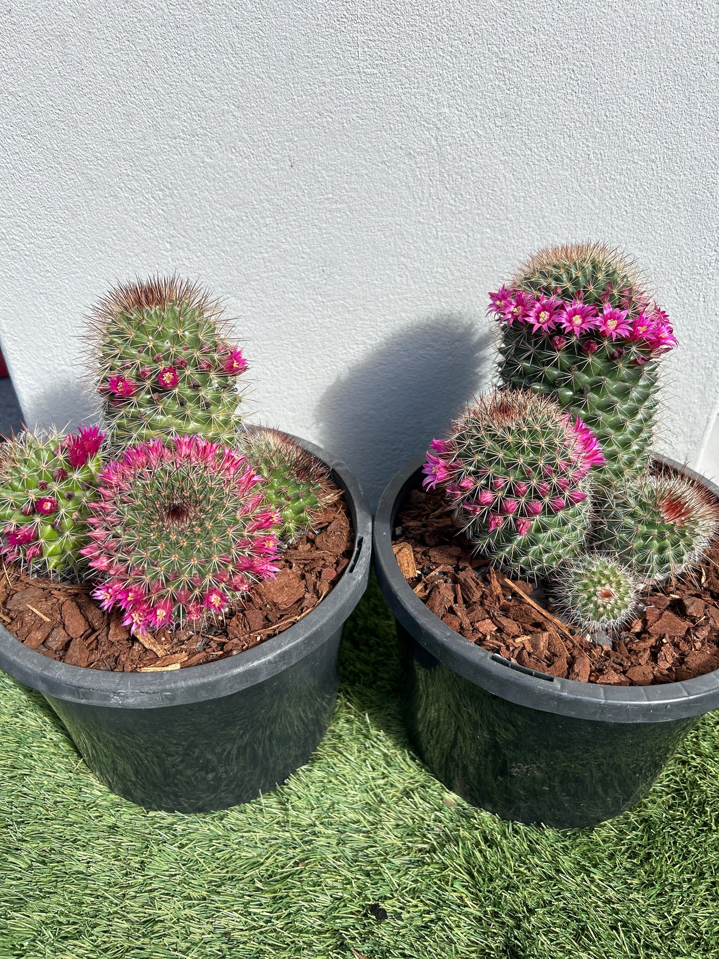 Mamillaria SPP Cactus