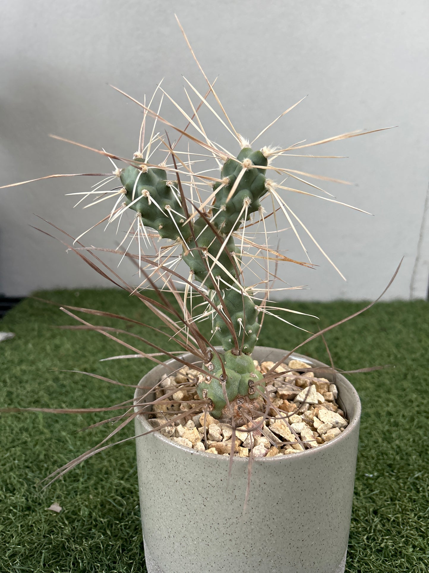 Paper Spine Cactus