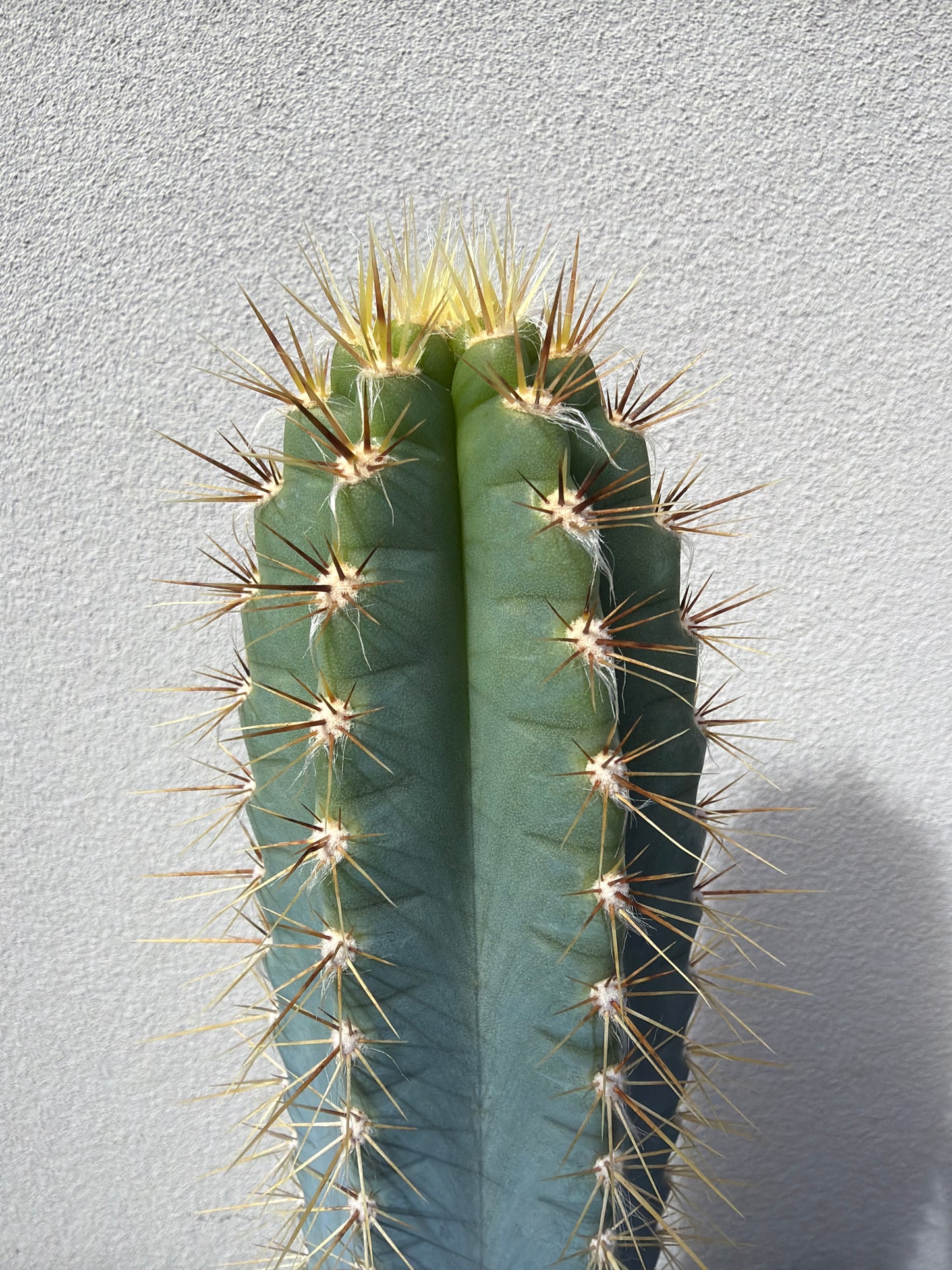 Blue Torch cactus