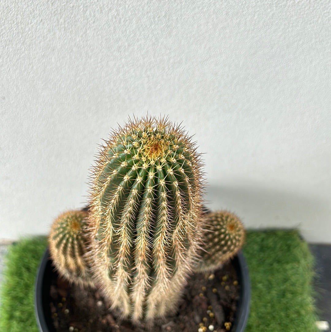 Echinopsis schickendantzii 2 arms