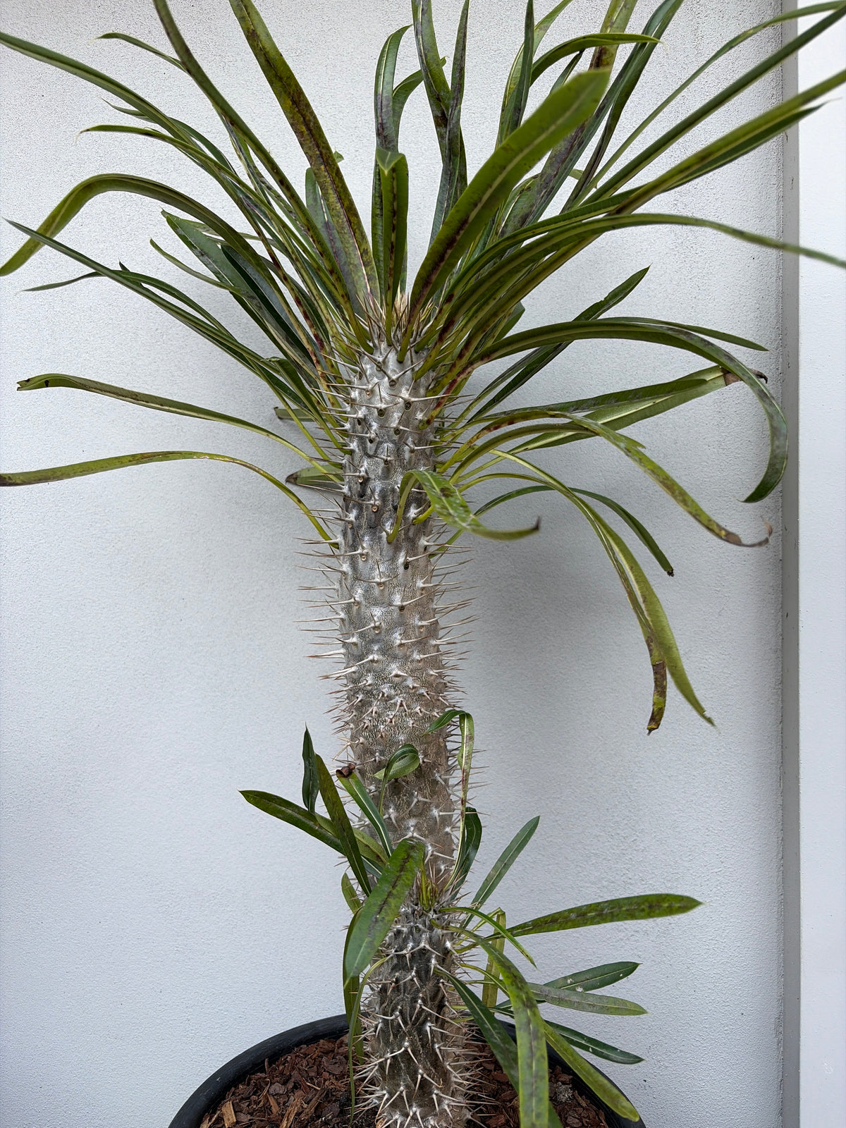 Madagascar Palm - Double