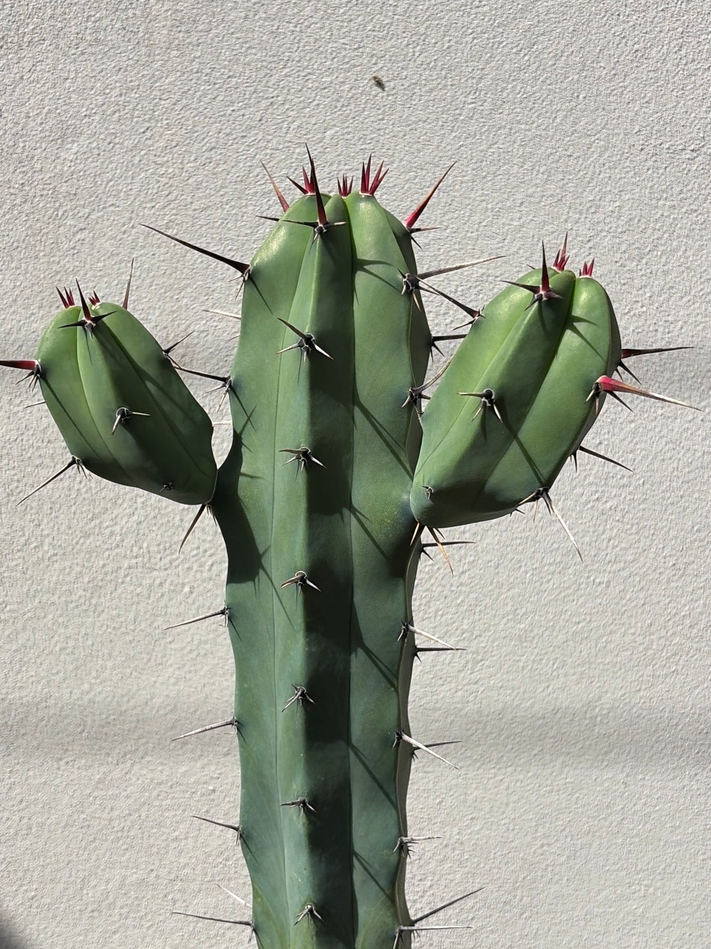 Myrtillocactus 3 arms