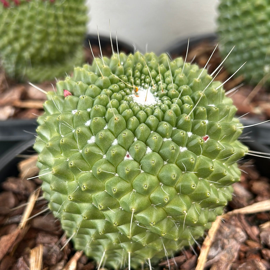 Ball Cactus