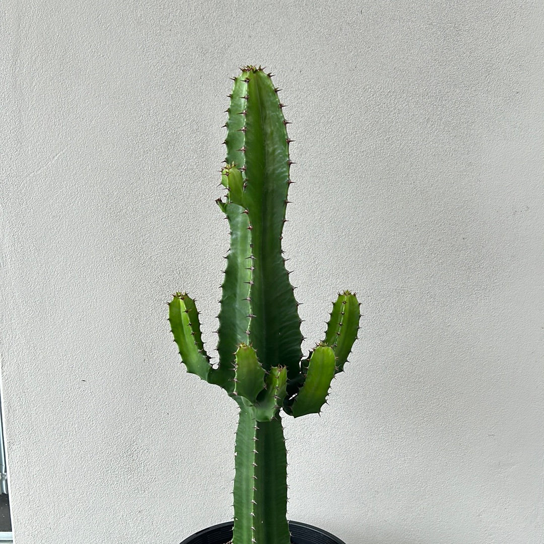 Euphorbia Cowboy 8 arms