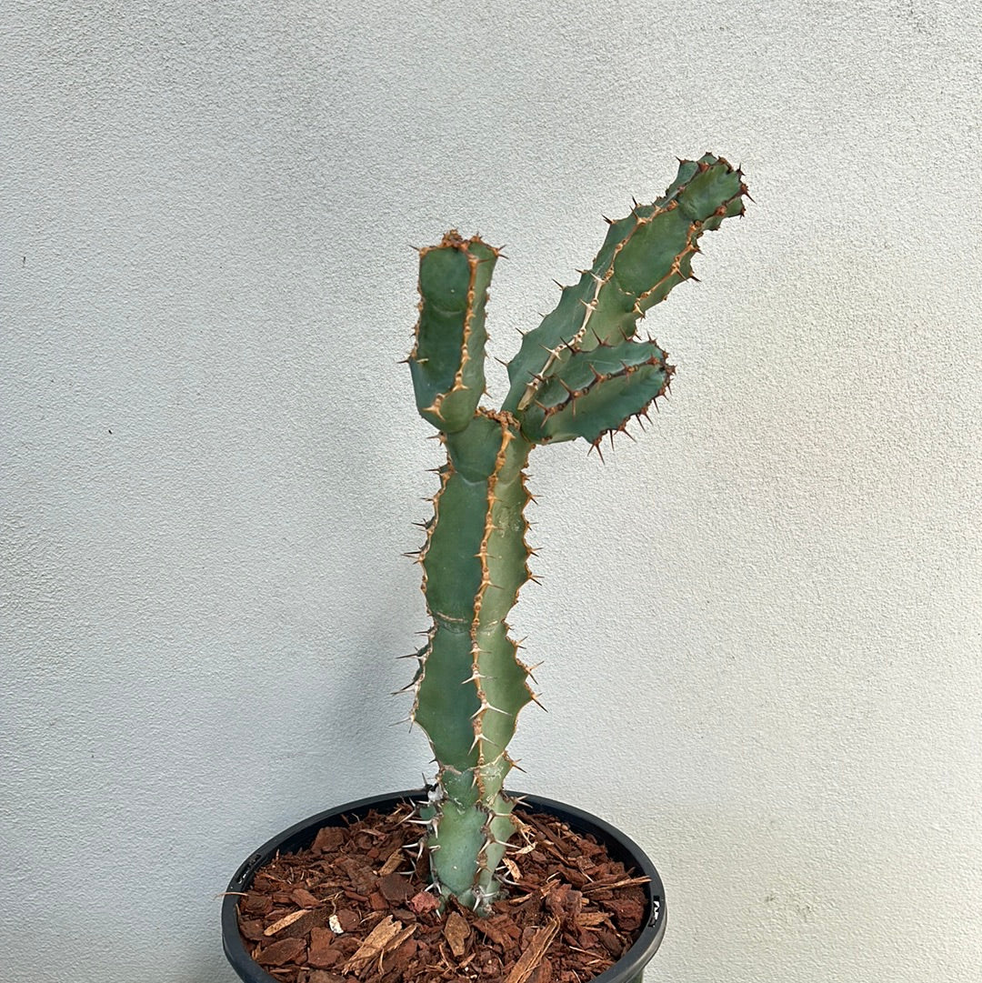 Euphorbia ceorulescens