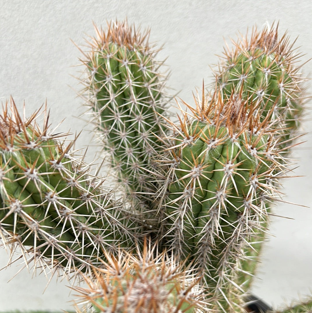 Pilocereus gounellei 
Cactus w/6 arms !