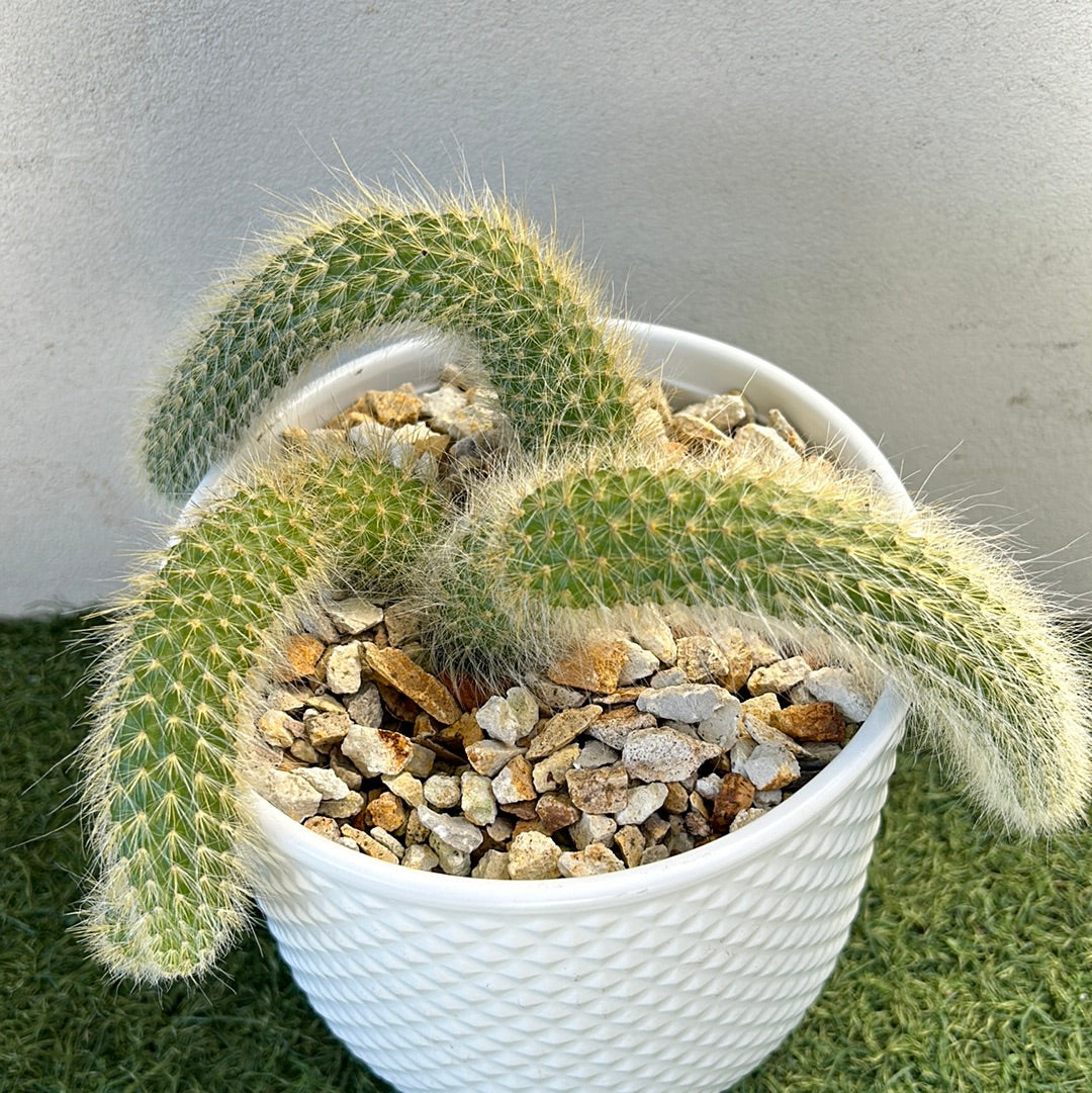 Rat Tail Cactus