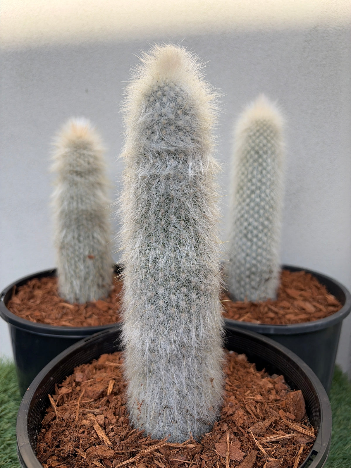 Silver Torch Cactus