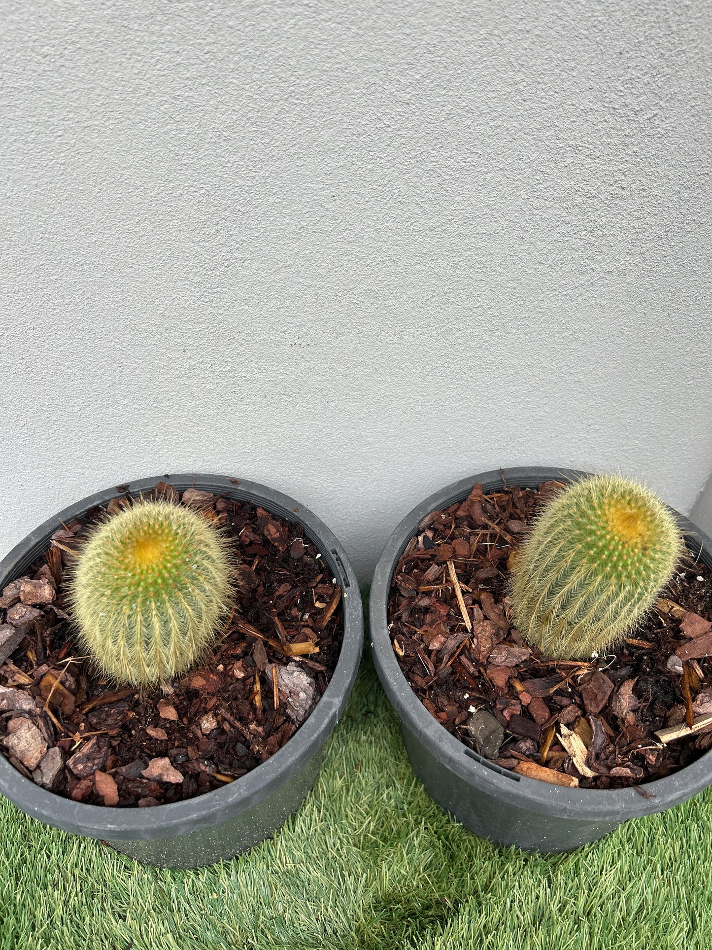 Parodia leninghausii cactus