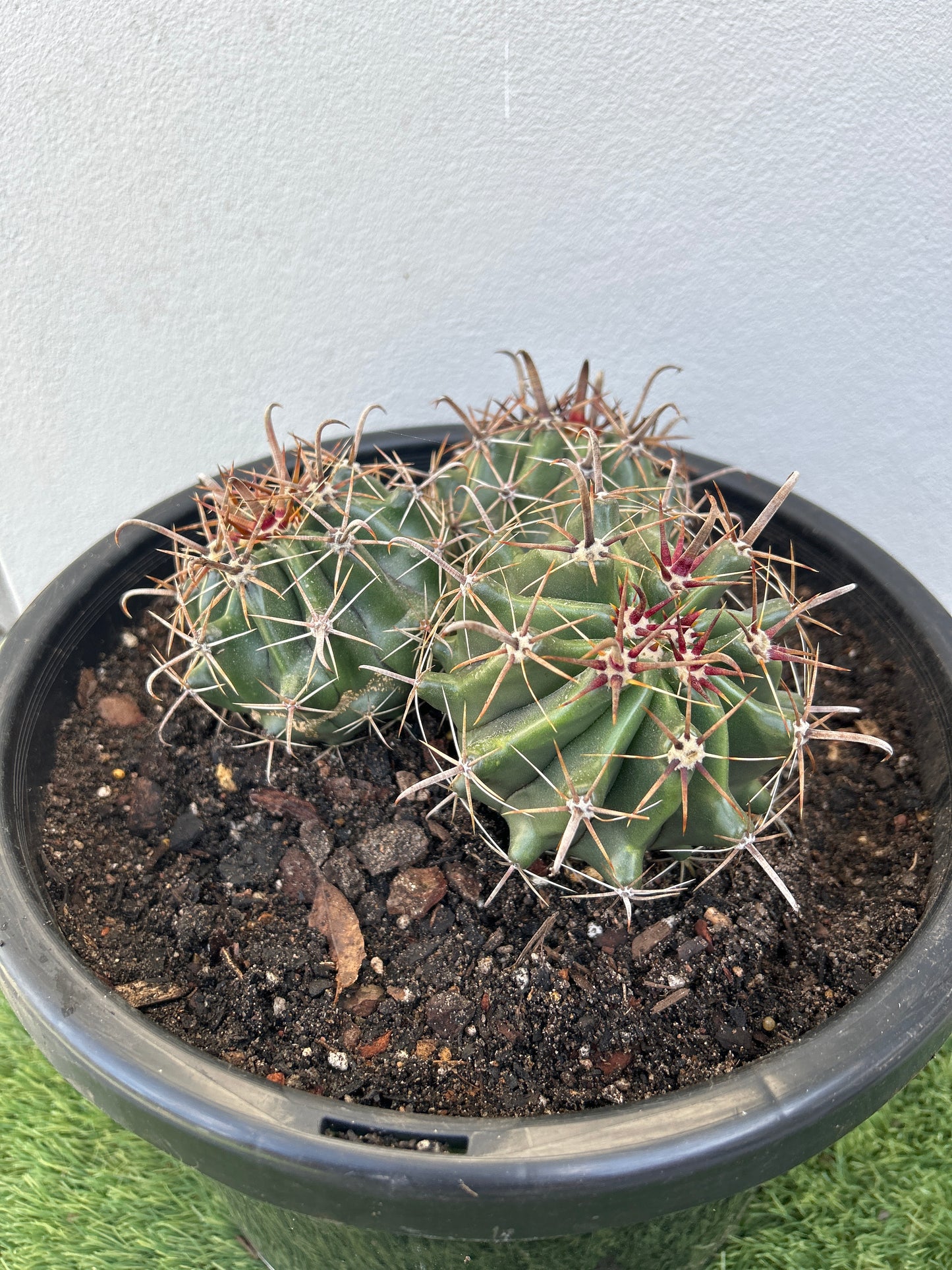 Ferocactus Latispinus Cluster