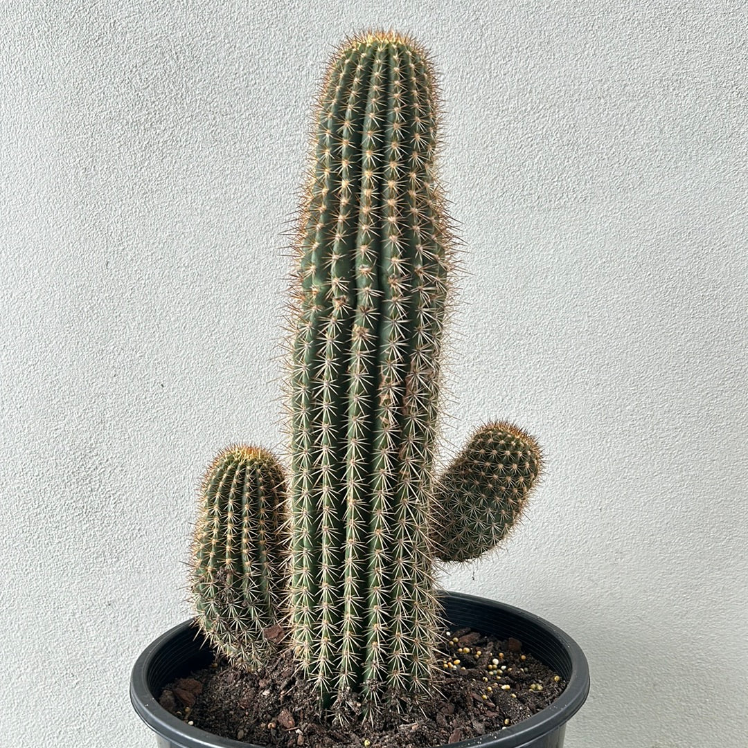 Echinopsis schickendantzii 2 arms