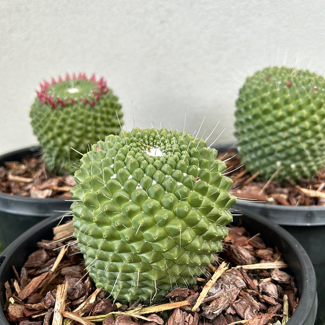 Ball Cactus