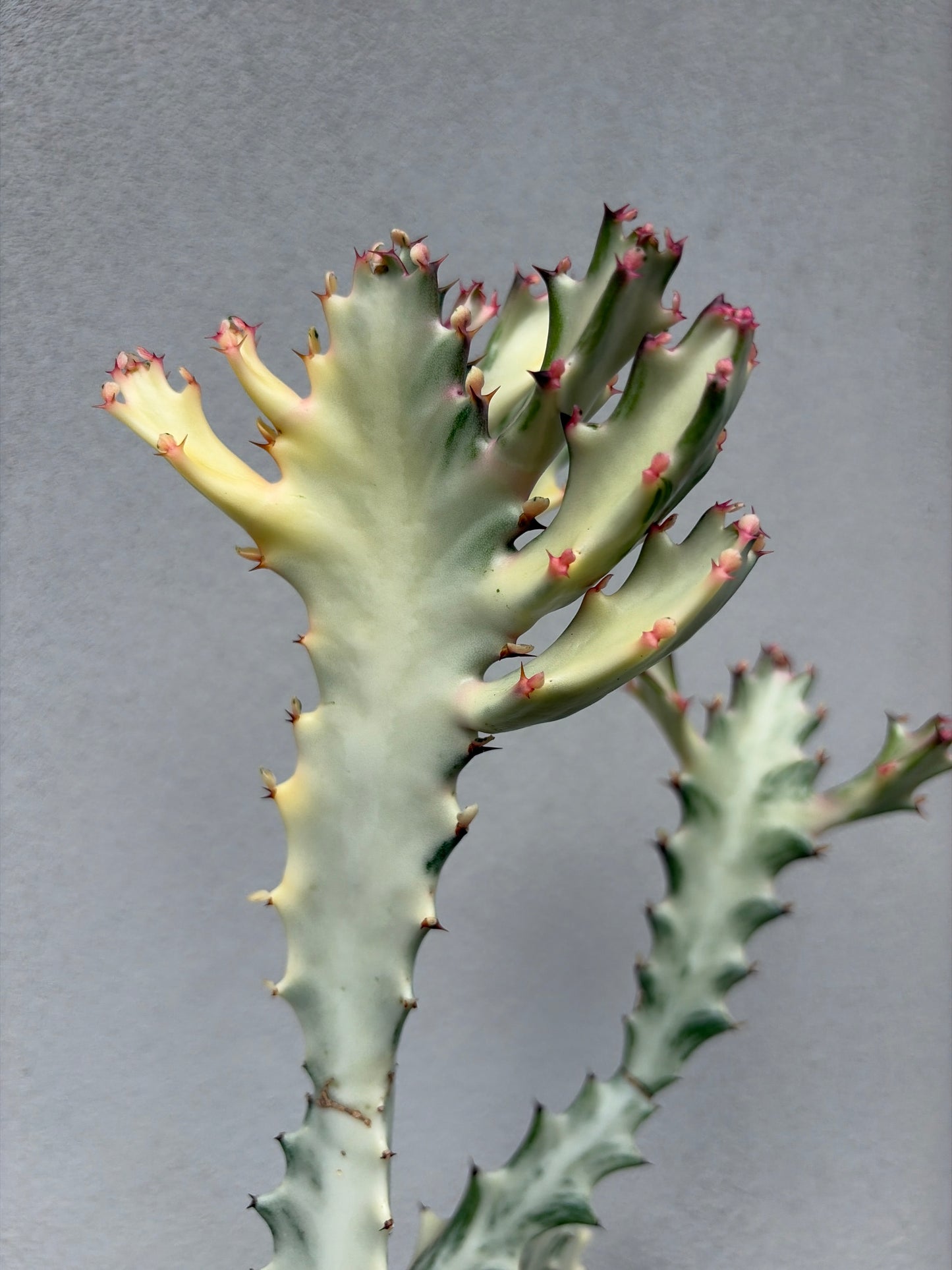 Ghost Cactus (Euphorbia lactea) Multiple arms